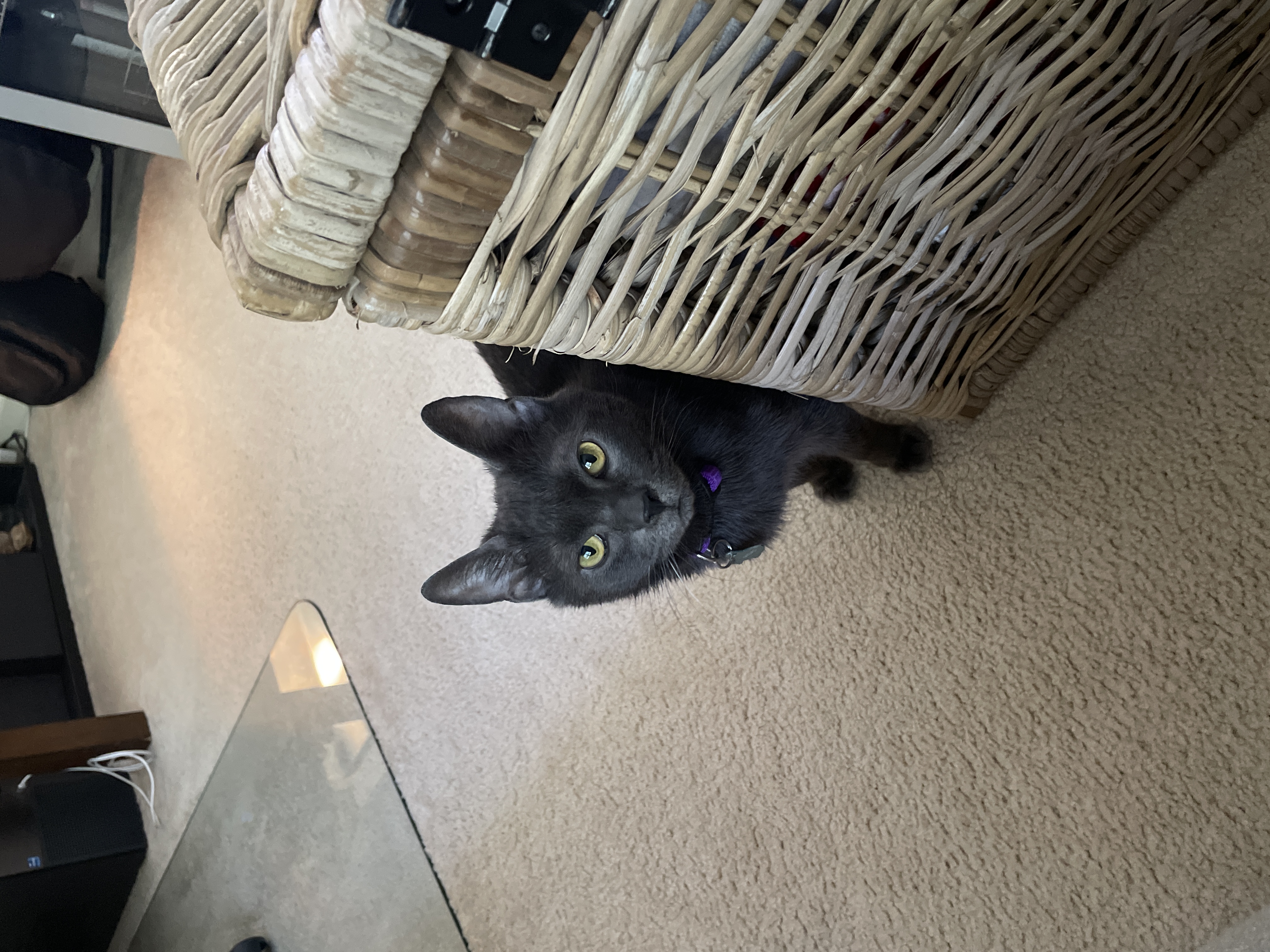Midas, my gray cat with golden eyes, peaking around a wicker box